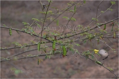Cajanus cajanifolius